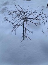 IMG_4382.jpg