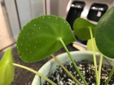 pilea1.jpg