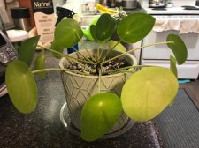 pilea2.jpeg