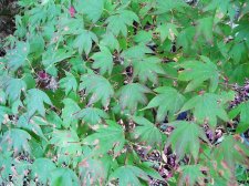 acerp-tsuma-gaki_211015a.jpg