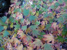acerp-tsuma-gaki_211103a.jpg