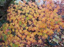 acerp-tsuma-gaki_211108b.jpg