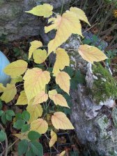 acer-tataricum-aidzu_211022a.jpg