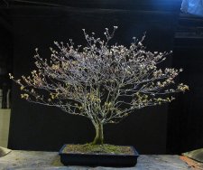 acerp-tamahime01_220307b.jpg