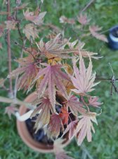 Akebono_20211218_150300.jpg