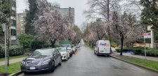 Prunus-cerasifera_HaroNicola_Cutler_20220315_153206.jpg