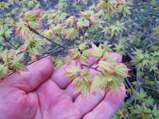 acerp-tamahime01_220324a.jpg
