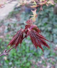 acerp-tromp_220324a.jpg