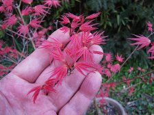 acerph02m01_220324a.jpg