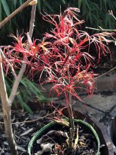 20220326 Hupps Red Willow.jpg