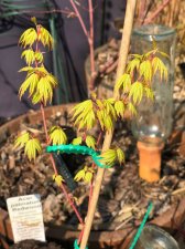 20220320 Redwood-2.jpg