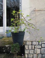 acerp-ryusen_220329a.jpg