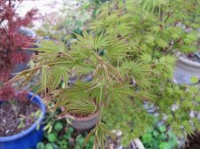 acerp-okushimo_220331a.jpg