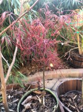 20220403 Hupps Red Willow.jpg