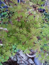 acerp-okushimo_220403b.jpg