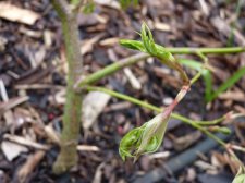 Flavescens April 2022.JPG