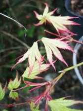 IMG_20220406_172953.jpg