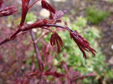 Skeeters broom April rain 2022.JPG