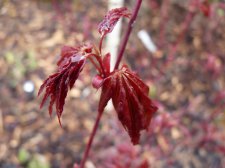 Red Wine April rain 2022.JPG