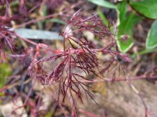 Red feather April rain 2022.JPG