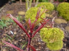Red Pigmy April rain 2022.JPG