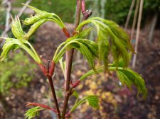 Going green April rain 2022.JPG