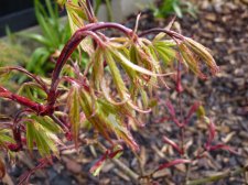 Wakehurst pink April rain 2022.JPG
