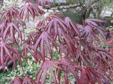 acerp-tromp_220408a.jpg