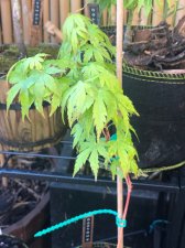 20220409 Redwood.jpg
