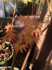 20220409 Momoiro Koyasan.jpg