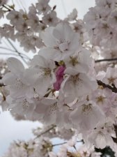 8F01D1FF-88B9-4432-A0FA-5706FEB5A170.jpeg