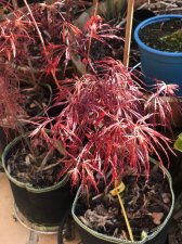 20220410 Crimson Princess.jpg