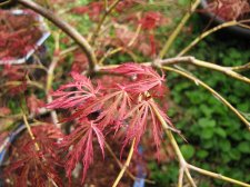 acerp-hanamatoi_220412a.jpg