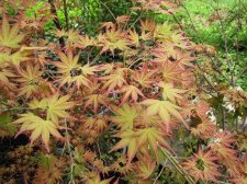 acerp-momoiro_220412a.jpg