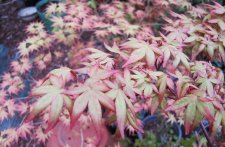 acerp-momoiro_220412b-Redwine.jpg