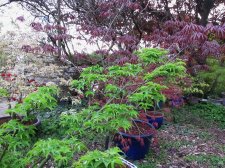 acerp-shishi_220412a.jpg