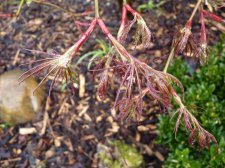 Red dissectum April 2022.JPG