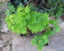 acer-pseudosieb_220414a.jpg