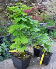 acer-pseudosieb_220414b.jpg