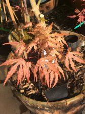 20220415 Purple Reticulatum.jpg