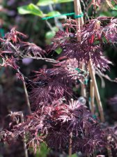20220415 Crimson Queen.jpg