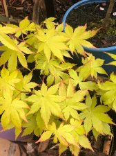 20220417 Summer Gold.jpg