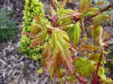 Summer Gold Easter Sunday 2022.JPG