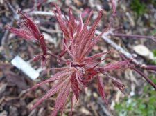 Reticulatum purple Easter Sunday 2022.JPG