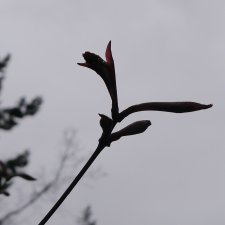 Acer 'Osakasulky'.JPG