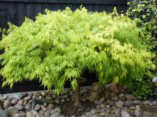 Green dissectum Easter Monday 2022.JPG