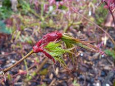 Westonbirt Red 20th April 2022.JPG