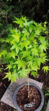 05 Kawahara no midori 20 Avril  2022 2.jpg