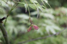 IMG_7986.JPG