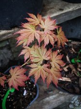 IMG_20220422_162250.jpg